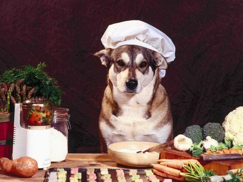 18 alimentos saudáveis que vão fortalecer a imunidade do seu cachorro ed