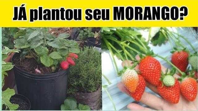 CORRE porque a ÉPOCA dos MORANGOS É AGORA – Veja Como Produzir os Morangos Gigantes