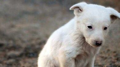 Cão Foi Abandonado Por Sua Dona. Mas O Que Ele Fez, Irá Fazer Todos Repensarem Sobre O Abandono De Animais. • Bau Das DICAS