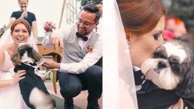 Cão Rouba A Cena Em Casamento E Emociona Convidados • Bau Das DICAS