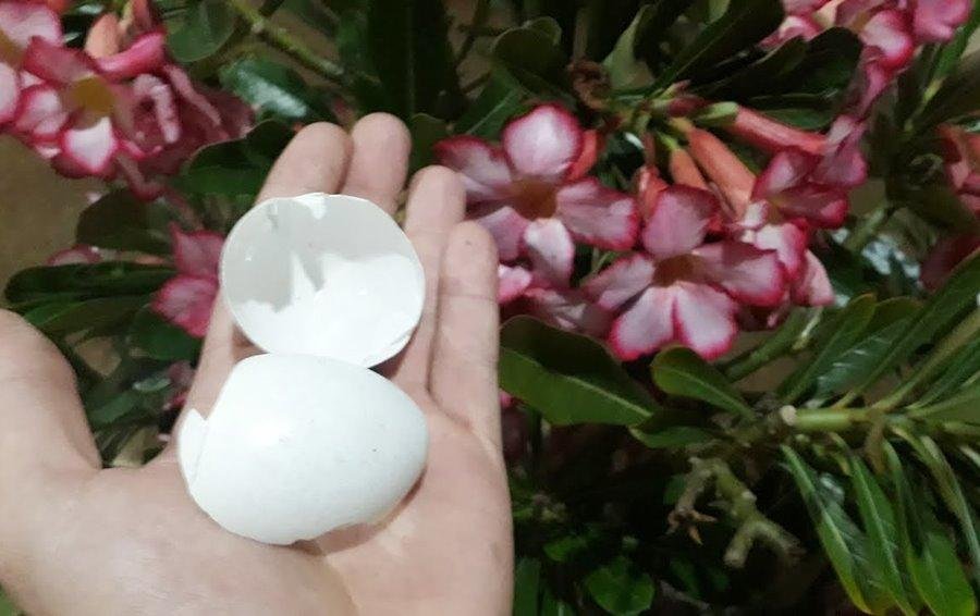 Casca de Ovos Como Adubo Para Plantas