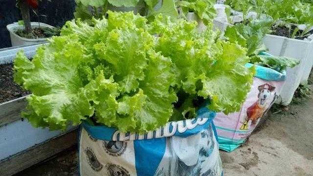 Como Plantar Alface Em Sacos Plásticos