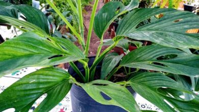 Como Plantar Mini Costela De Adão (Monstera)