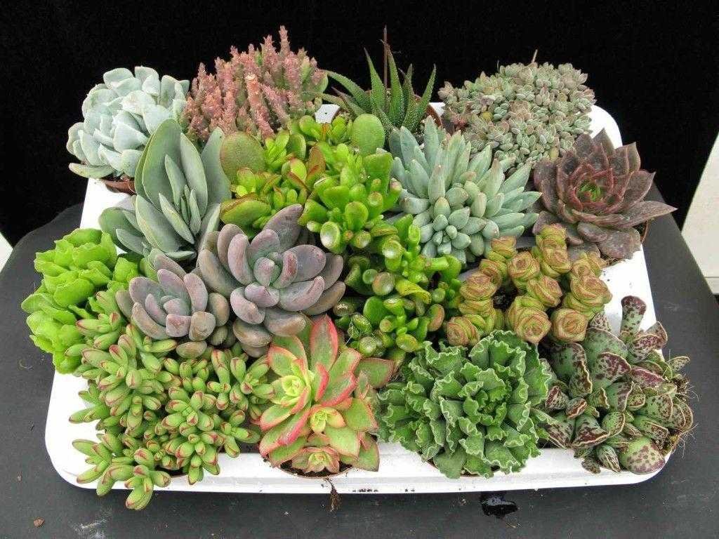 Como Cultivar Suculentas