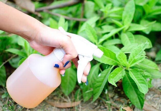 Mistura caseira para acabar com as pragas nas plantas