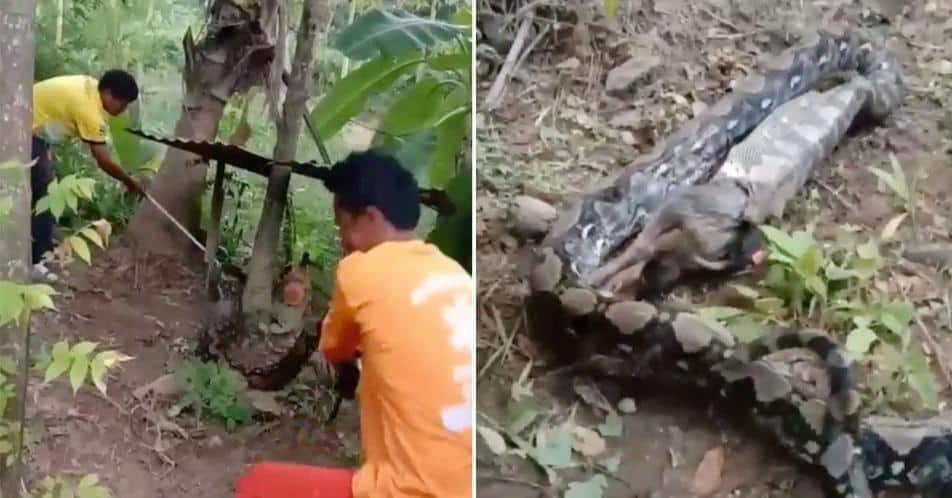 Píton engole e regurgita cão na frente da dona dele; veja