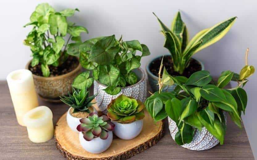 Plantas de proteção para afastar más energias do seu lar
