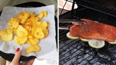 cobra explode após comer uma vaca inteira e imagens viralizam nas redes sociais