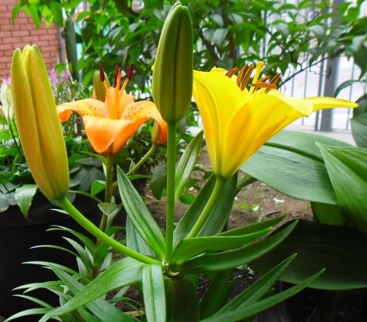 broto e lírio amarelo