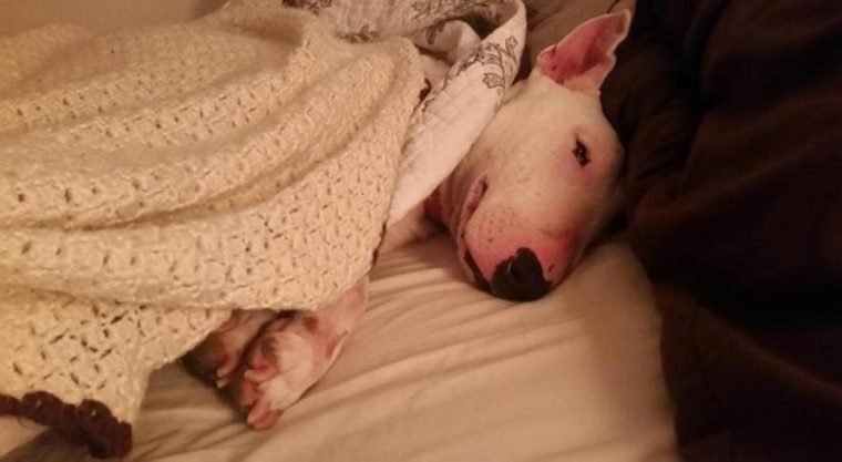 1513970394 351 a reacao de uma cadela resgatada desfrutando de uma cama pela primeira vez