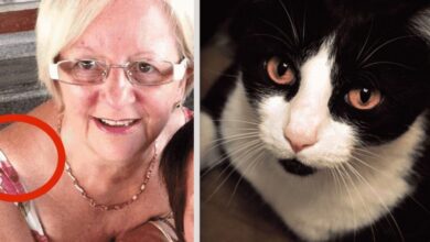 o comportamento estranho desse gato salvou a vida de sua dona 2