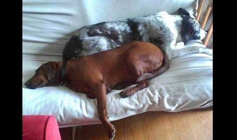 cão de abrigo prestes a ser adotado se recusa a ir embora sem seu melhor amigo 4