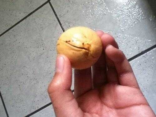 Como germinar semente de abacate usando quatro palitos s