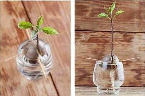 Como germinar semente de abacate usando quatro palitos s22