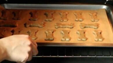 aprenda a fazer deliciosos e saudaveis biscoitos para o seu cao