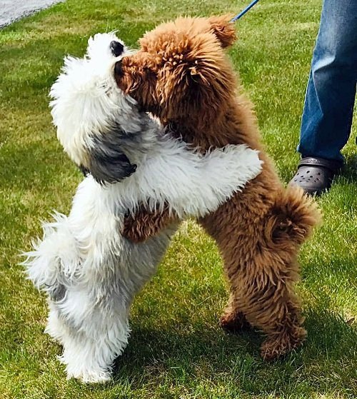 1654273440 439 Esses cachorrinhos sao melhores amigos e se abracam sempre que