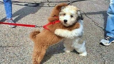 Esses cachorrinhos sao melhores amigos e se abracam sempre que