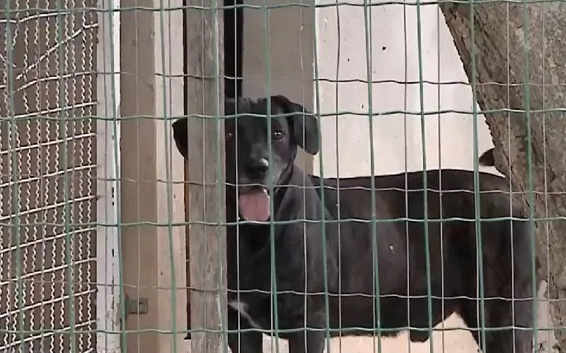 1654289086 182 Cachorro nao aguenta de saudade e foge para o lar
