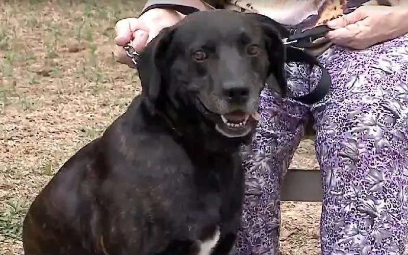 Cachorro nao aguenta de saudade e foge para o lar