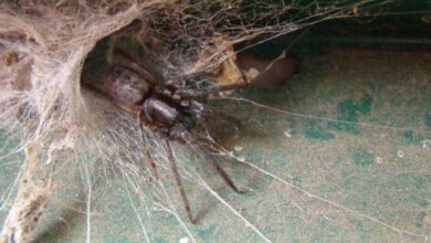 As teias de aranha aparecem em portas, janelas, quinas de paredes e teto