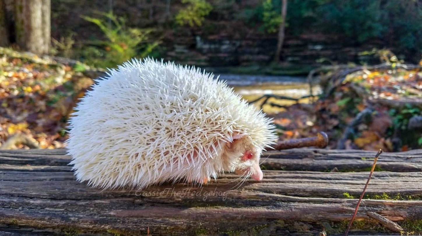 1550441411 228 23 animais albinos que vao impressionar voce para sempre
