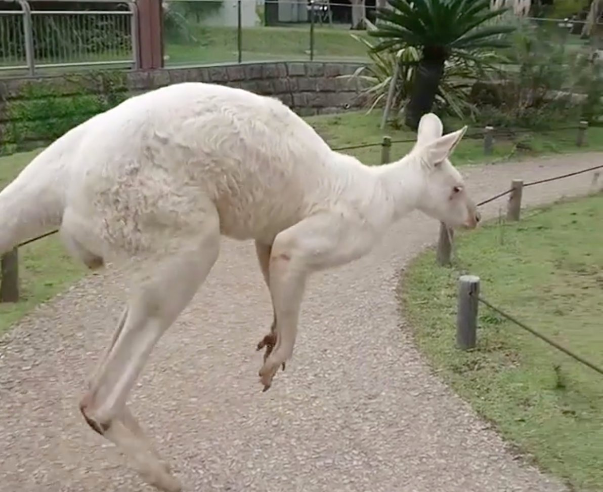 1550441409 320 23 animais albinos que vao impressionar voce para sempre