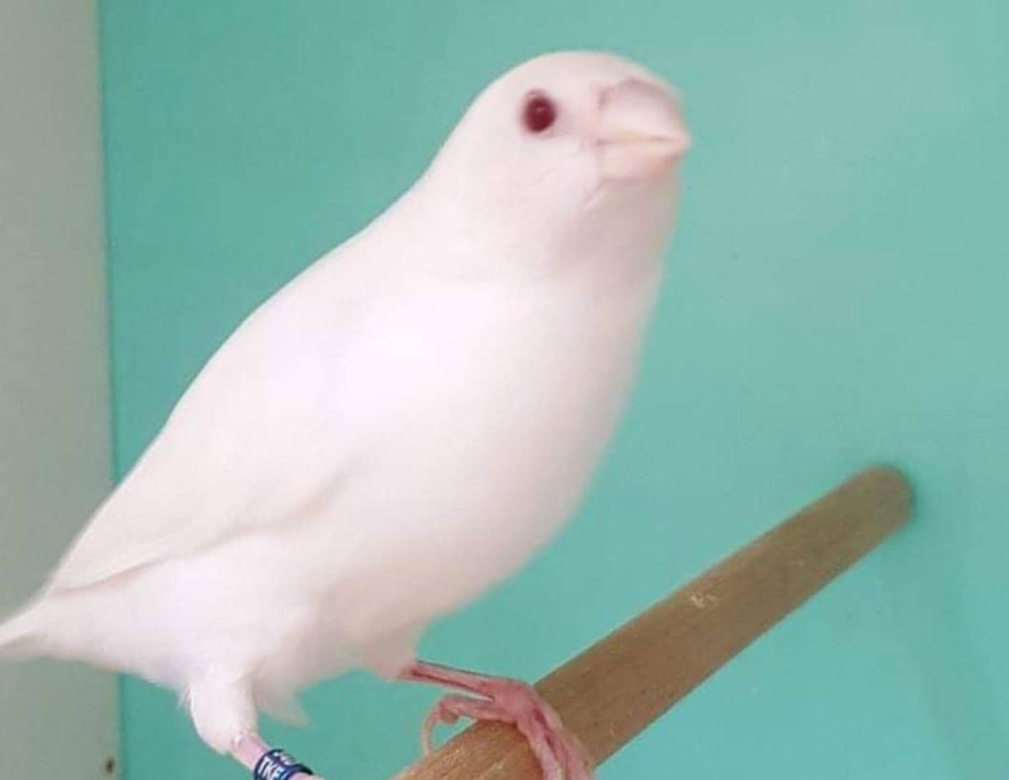 1550441411 426 23 animais albinos que vao impressionar voce para sempre