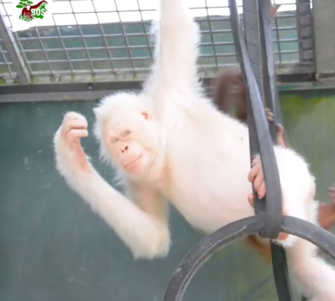 1550441411 629 23 animais albinos que vao impressionar voce para sempre