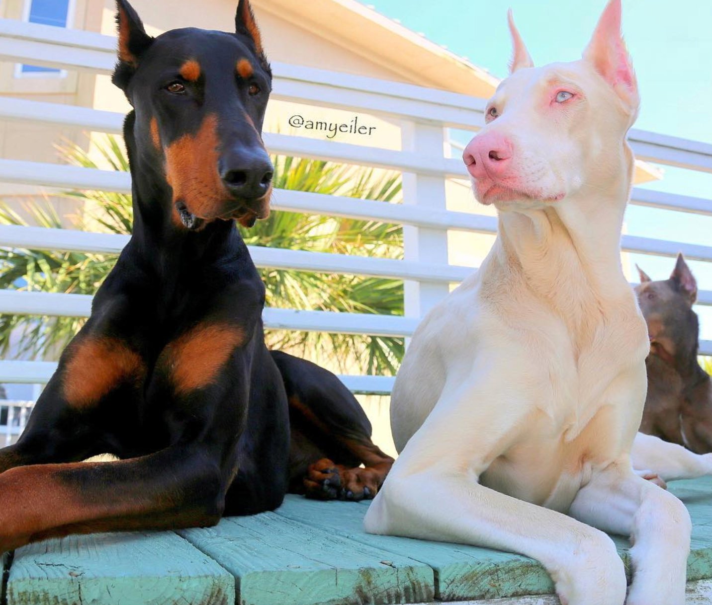 1550441412 18 23 animais albinos que vao impressionar voce para sempre
