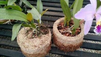 Como plantar orquídeas em xaxim?