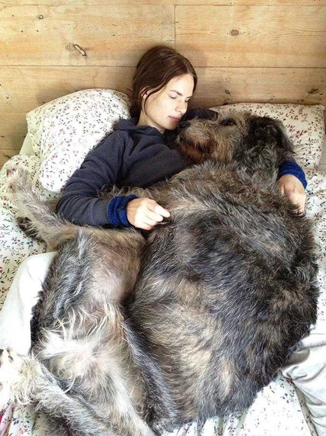 20 cachorros grandes demais mas que ainda não perceberam isso 0o 10