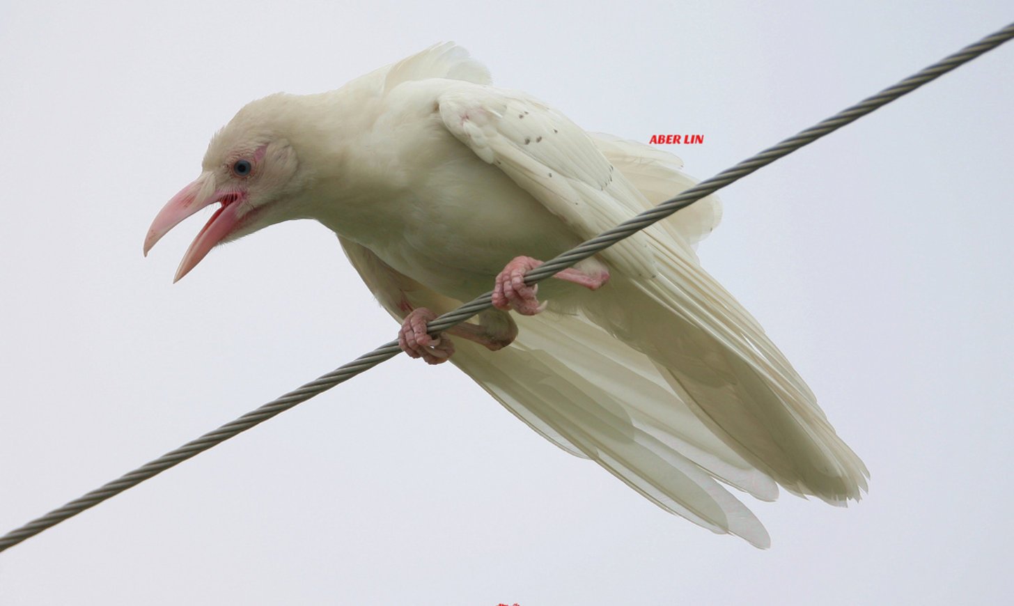 1550441409 801 23 animais albinos que vao impressionar voce para sempre