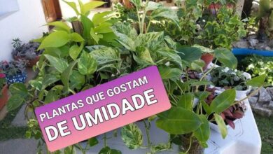 Foi picado por algo e não sabe o que é? Veja como identificar as 8 picadas mais comuns
