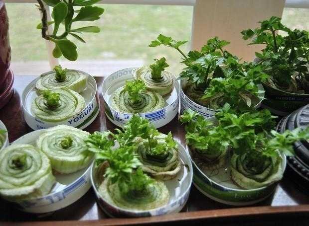 7 vegetais para você plantar uma vez e que crescerem para sempre 4