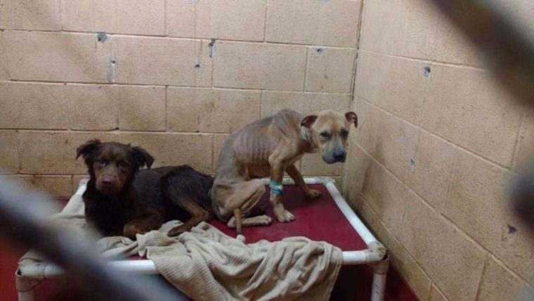 Cães de abrigo se transformam completamente quando percebem que vão juntos para casa