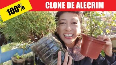 Renove os teus chinelos de dedo. É super fácil!