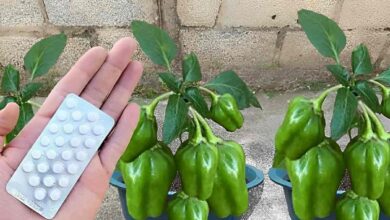 Como plantar pimentão em vaso e começar a produzir em até 60 dias