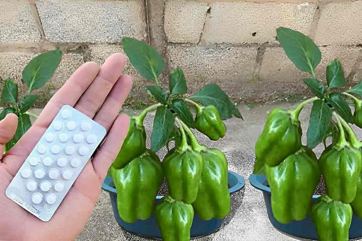 Como plantar pimentão em vaso e começar a produzir em até 60 dias