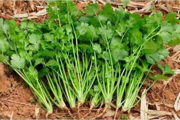 Como plantar salsa passo a passo r