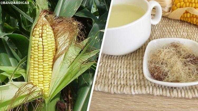 Conheça o poder medicinal da barba de milho