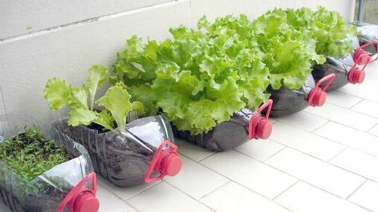Dicas para fazer uma horta em casa 6g