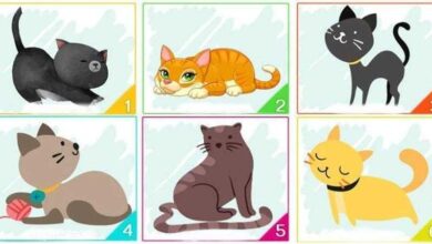 Escolha um dos gatos e ele revelará informações importantes sobre sua personalidade