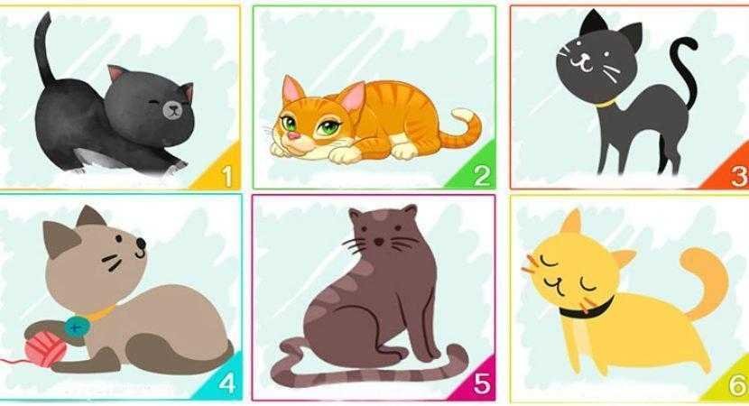 Escolha um dos gatos e ele revelará informações importantes sobre sua personalidade