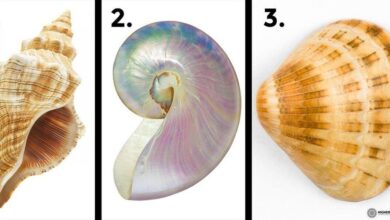 Escolha uma das três conchas e veja o que ela revela sobre você