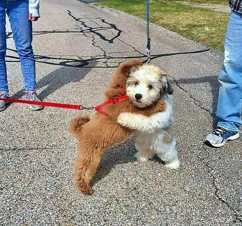 Esses cachorrinhos sao melhores amigos e se abracam sempre que