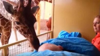 por que os cachorros cheiram as partes íntimas das pessoas
