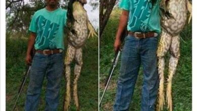 Imagem de sapo gigantesco viraliza e internautas querem saber se é real!