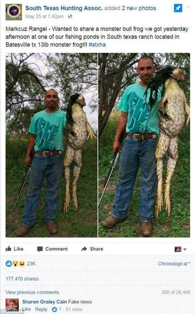 Imagem de sapo gigantesco viraliza e internautas querem saber se é real!