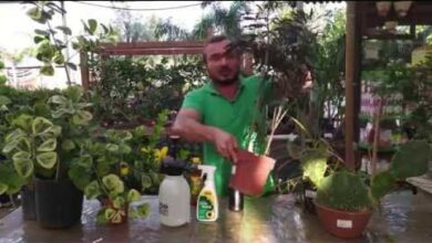 Saiba por que o manjericão é a planta mais mágica que já existiu!