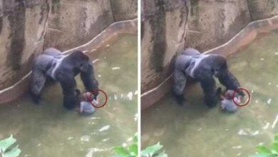 Menina de 10 anos se salvou de ser comida por jacaré usando truque que aprendeu em parque temático